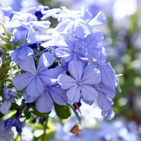 Masseria Torca - Isca Vakantiehuis