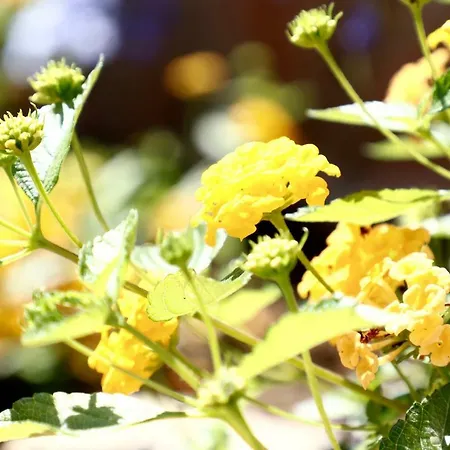 Masseria Torca - Isca Vakantiehuis